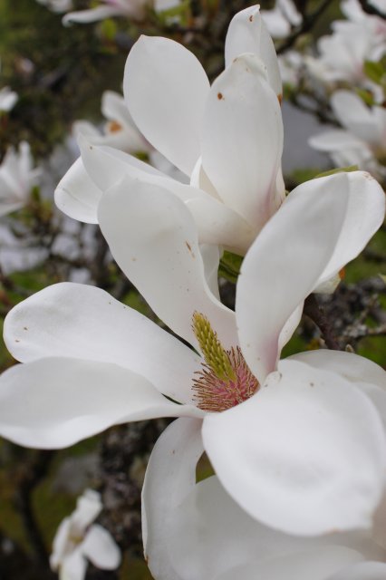 In Japanese Garden and Arboretum
(Click on the picture for the full-size version)