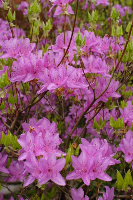 In Japanese Garden and Arboretum
(Click on the picture for the full-size version)