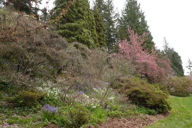 In Japanese Garden and Arboretum - In Arboretum
(Click on the picture for the full-size version)