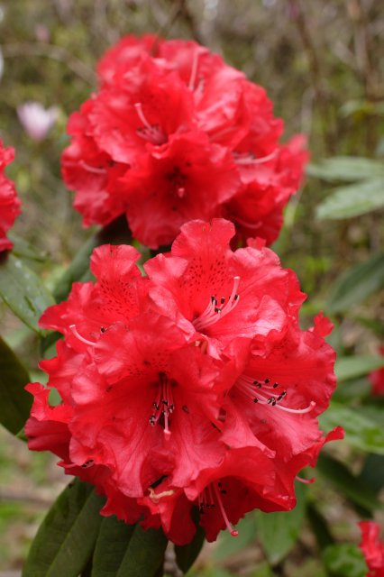 In Japanese Garden and Arboretum
(Click on the picture for the full-size version)