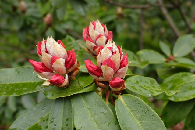 In Japanese Garden and Arboretum
(Click on the picture for the full-size version)
