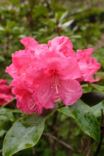 In Japanese Garden and Arboretum
(Click on the picture for the full-size version)