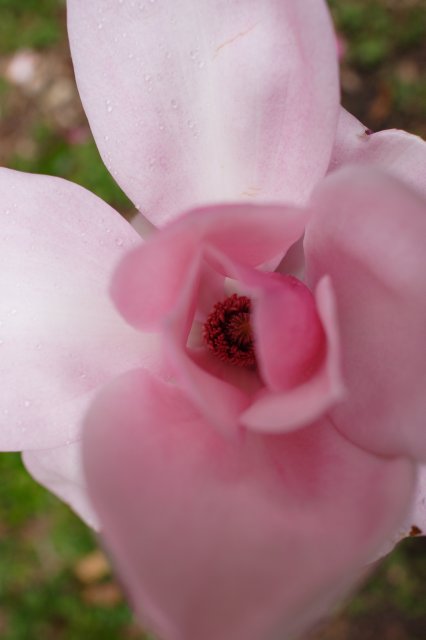 In Japanese Garden and Arboretum
(Click on the picture for the full-size version)