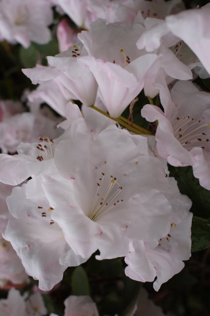 In Japanese Garden and Arboretum
(Click on the picture for the full-size version)