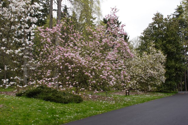 In Japanese Garden and Arboretum
(Click on the picture for the full-size version)