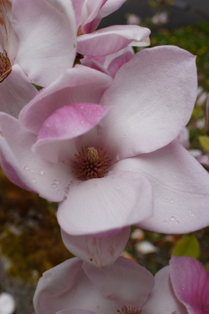 In Japanese Garden and Arboretum
(Click on the picture for the full-size version)