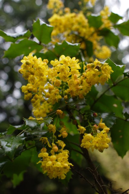 In Japanese Garden and Arboretum
(Click on the picture for the full-size version)