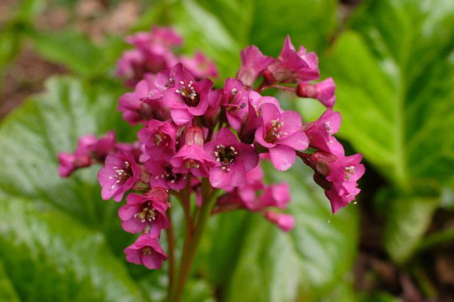 In Japanese Garden and Arboretum
(Click on the picture for the full-size version)