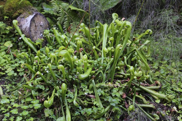 Californica (cobra lily) [2I6A4709.JPG]