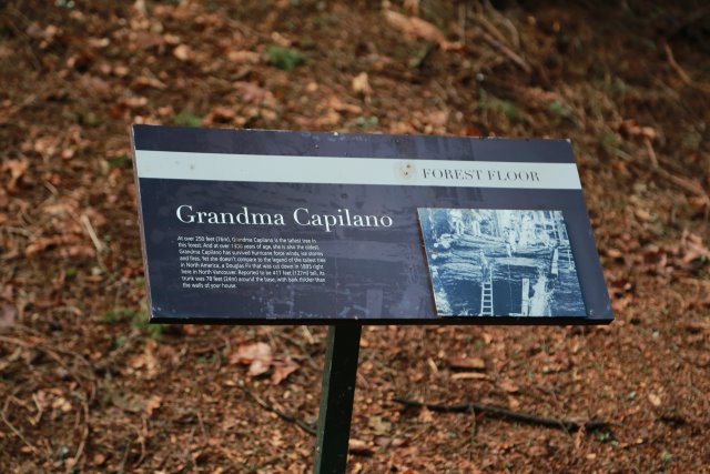 Capilano suspension bridge, 2/24
(Click on the picture for the full-size version)