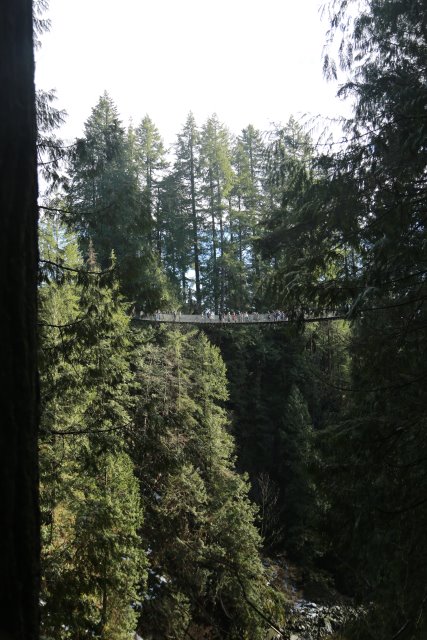 Capilano suspension bridge, 2/24
(Click on the picture for the full-size version)