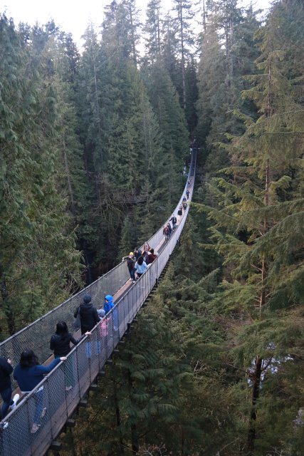 Capilano suspension bridge, 2/24
(Click on the picture for the full-size version)