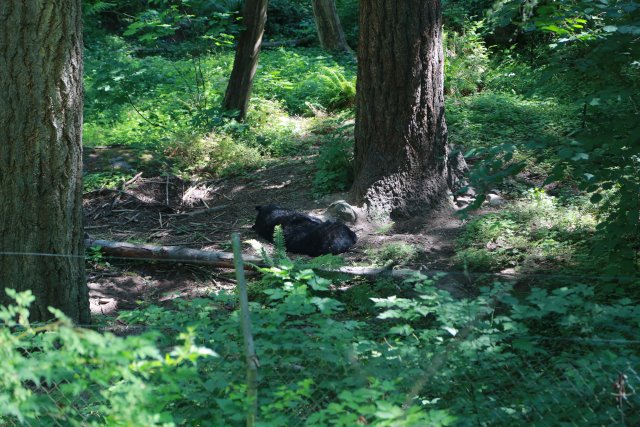 At Northwest Trek, 7/21
(Click on the picture for the full-size version)