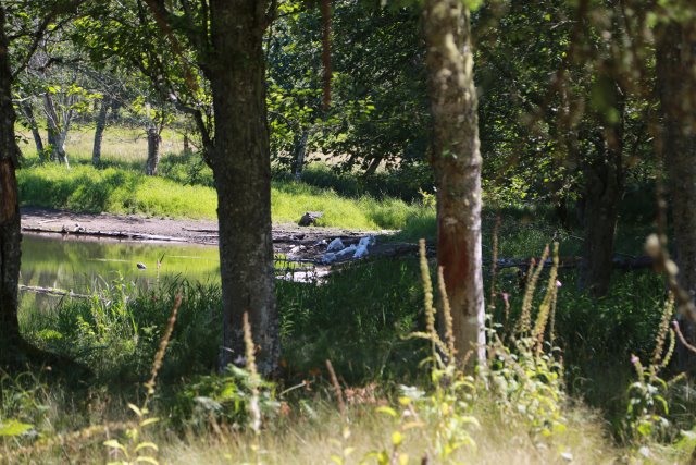 At Northwest Trek, 7/21
(Click on the picture for the full-size version)