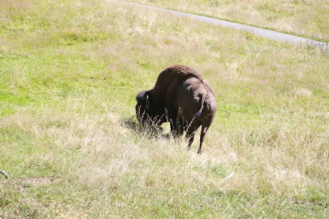 At Northwest Trek, 7/21
(Click on the picture for the full-size version)