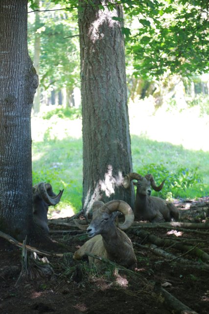 At Northwest Trek, 7/21
(Click on the picture for the full-size version)
