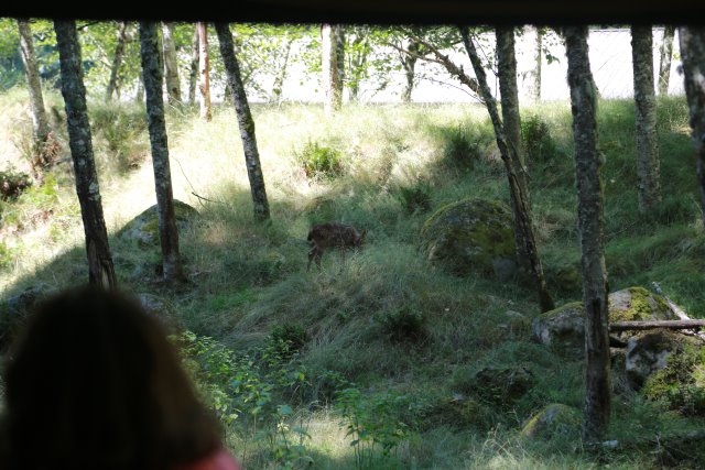 At Northwest Trek, 7/21
(Click on the picture for the full-size version)