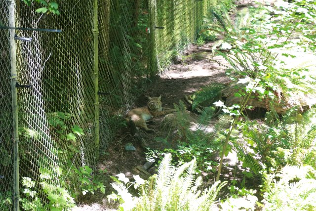 At Northwest Trek, 7/21
(Click on the picture for the full-size version)