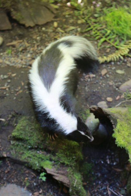 At Northwest Trek, 7/21
(Click on the picture for the full-size version)