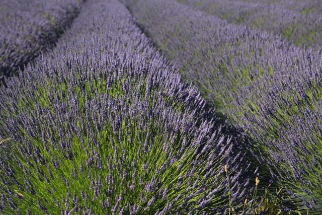 At Dungeness Spit, 7/18
(Click on the picture for the full-size version)